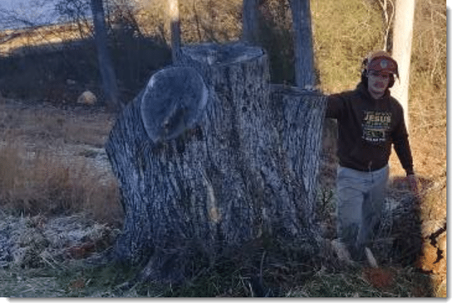 tree stump removal