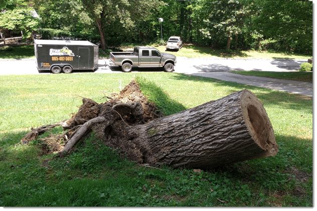 stump grinder near me